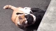 猫界MMA,感觉双方都伤的不轻…